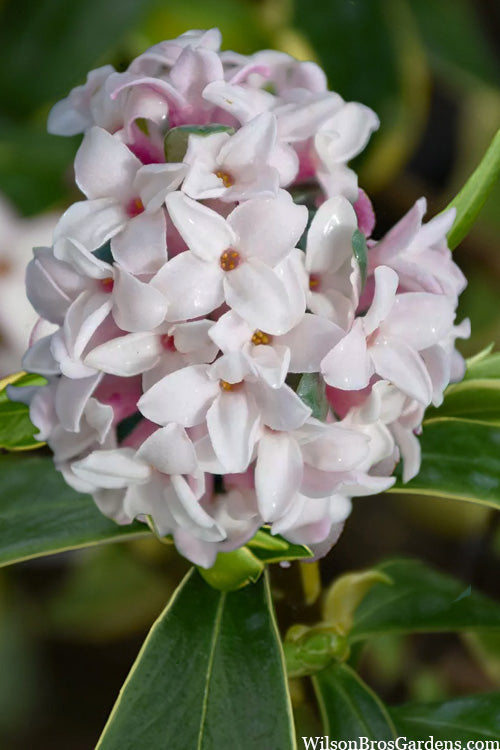  Splash Variegated Summer Daphne - 2 Gallon Pot