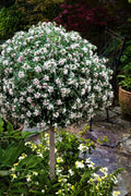  Eternal Fragrance Summer Daphne (Tree Form Topiary) - 1 Gallon Pot