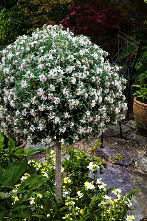  Eternal Fragrance Summer Daphne (Tree Form Topiary) - 1 Gallon Pot