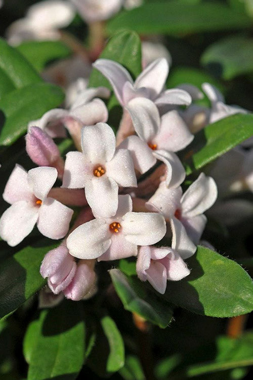  Eternal Fragrance Summer Daphne (Tree Form Topiary) - 1 Gallon Pot