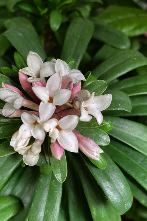  Eternal Fragrance Summer Daphne (Tree Form Topiary) - 1 Gallon Pot