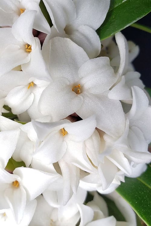  White Perfume Princess Winter Daphne - 2 Gallon Pot