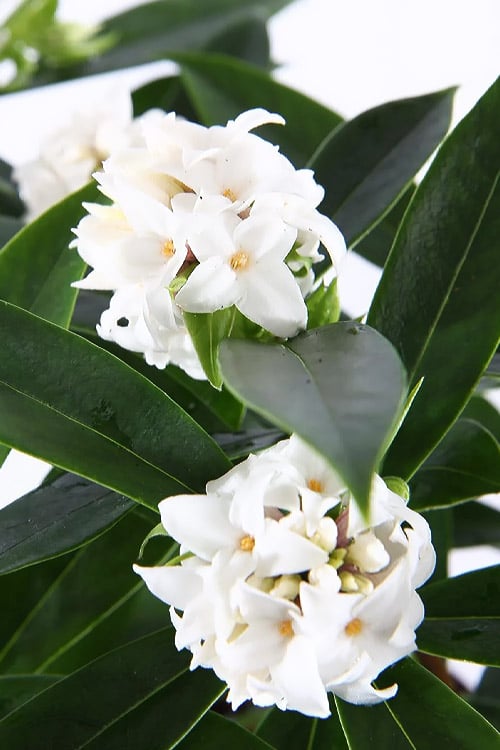 White Perfume Princess Winter Daphne - 2 Gallon Pot