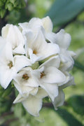  White Perfume Princess Winter Daphne - 3 Gallon Pot