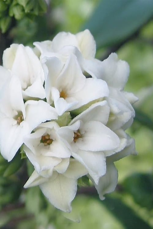 White Perfume Princess Winter Daphne - 2 Gallon Pot