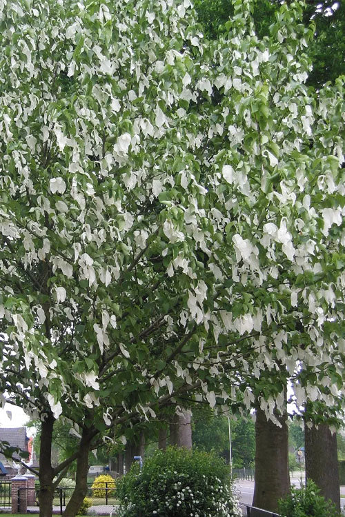  Dove Tree (Davidia Involucrata) - 3 Gallon Pot