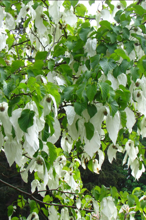  Dove Tree (Davidia Involucrata) - 3 Gallon Pot