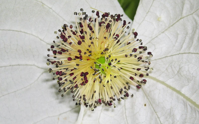  Dove Tree (Davidia Involucrata) - 3 Gallon Pot