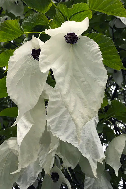  Dove Tree (Davidia Involucrata) - 3 Gallon Pot