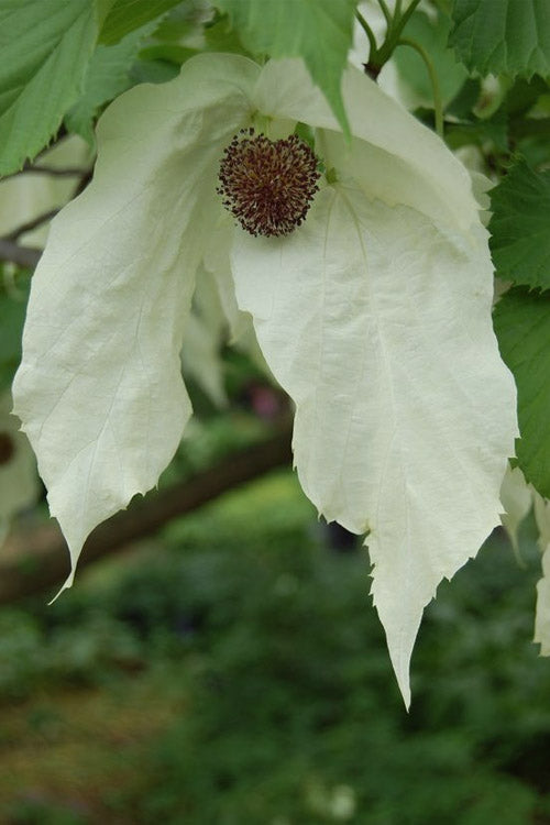  Dove Tree (Davidia Involucrata) - 3 Gallon Pot