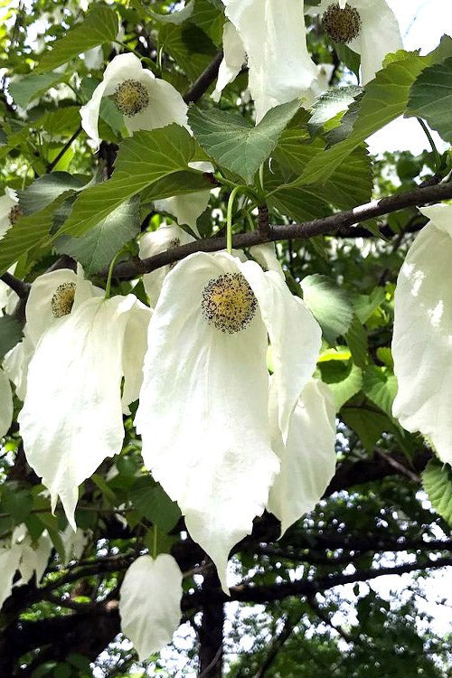  Dove Tree (Davidia Involucrata) - 3 Gallon Pot