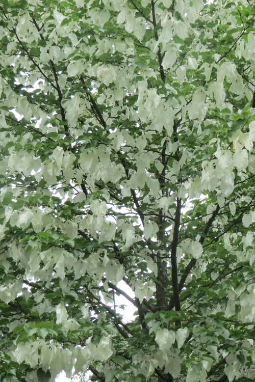  Dove Tree (Davidia Involucrata) - 3 Gallon Pot