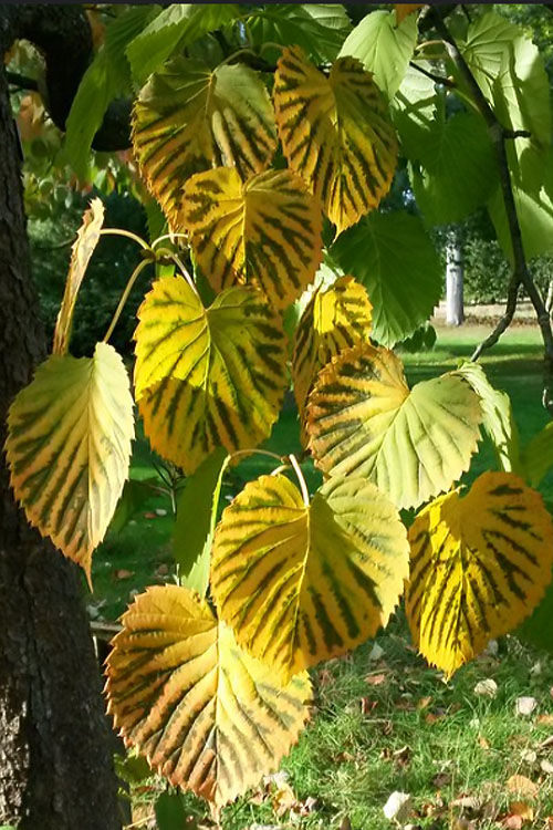  Dove Tree (Davidia Involucrata) - 3 Gallon Pot
