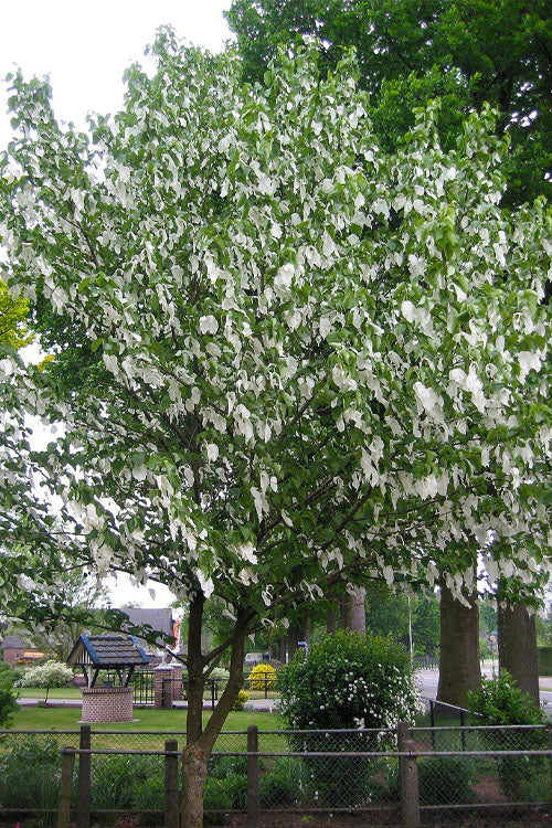  Dove Tree (Davidia Involucrata) - 3 Gallon Pot