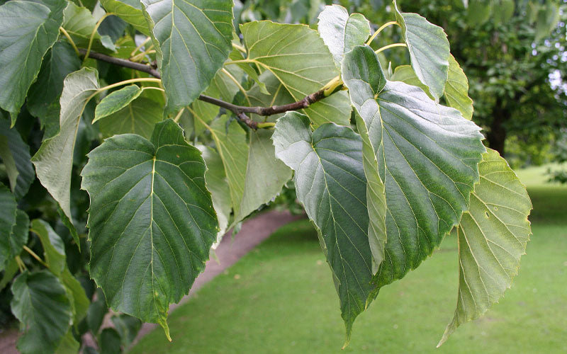  Dove Tree (Davidia Involucrata) - 3 Gallon Pot