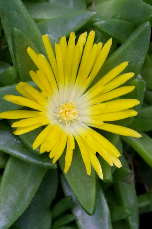  White Eyed Hardy Yellow Ice Plant (Delosperma Basuticum) - 6 Pack Of Pint Pots