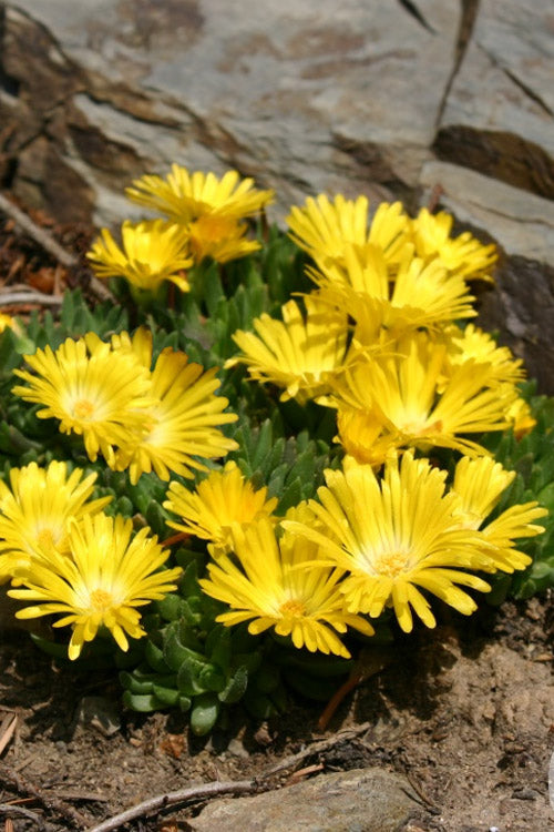  White Eyed Hardy Yellow Ice Plant (Delosperma Basuticum) - 6 Pack Of Pint Pots