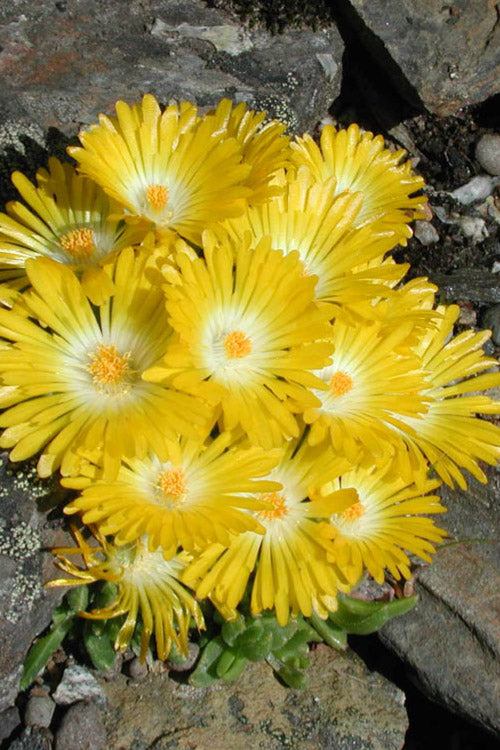  White Eyed Hardy Yellow Ice Plant (Delosperma Basuticum) - 6 Pack Of Pint Pots