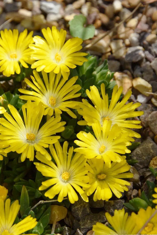  Gold Nugget Hardy Ice Plant - 5 Pack Of Quart Pots