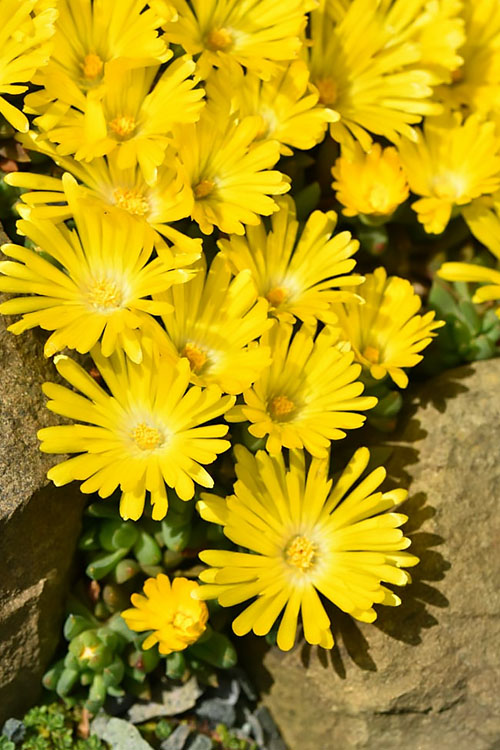  Gold Nugget Hardy Ice Plant - 5 Pack Of Quart Pots