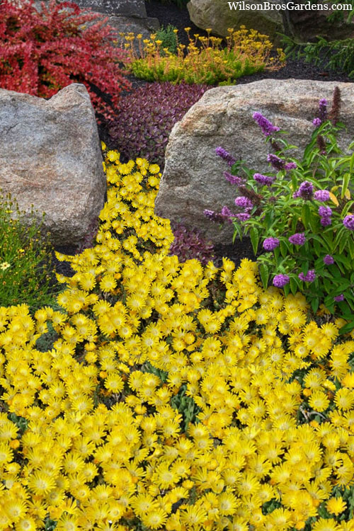  Gold Nugget Hardy Ice Plant - 5 Pack Of Quart Pots