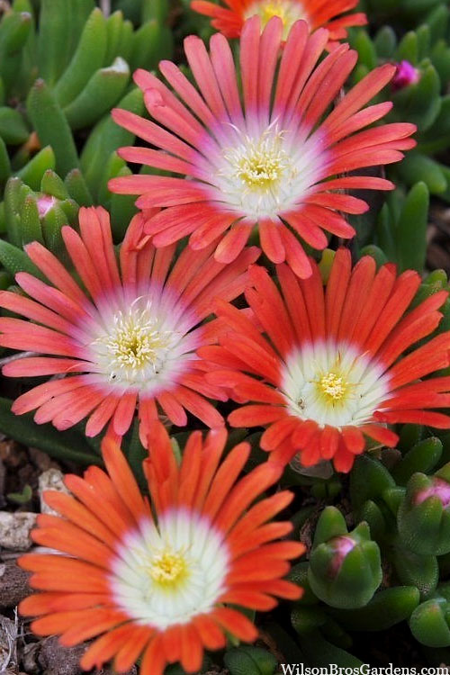  Red Mountain Ice Plant (Delosperma Dyeri) - 5 Pack Of Quart Pots
