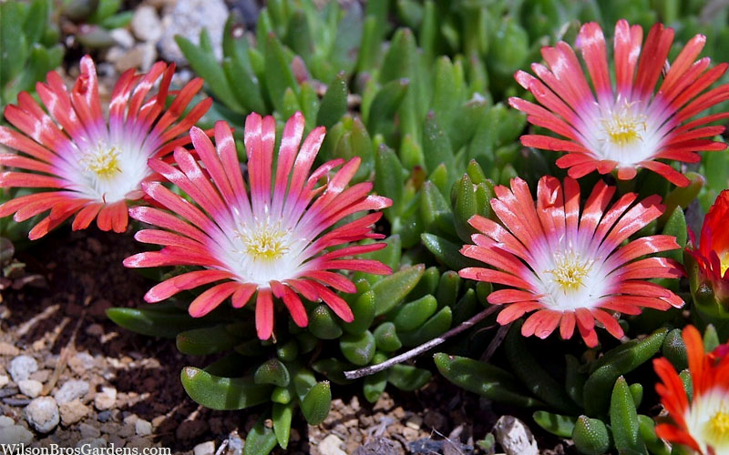  Red Mountain Ice Plant (Delosperma Dyeri) - 5 Pack Of Quart Pots
