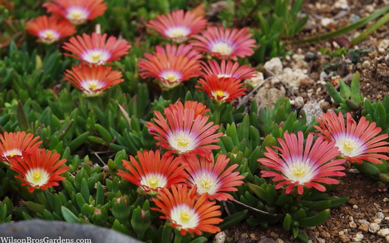  Red Mountain Ice Plant (Delosperma Dyeri) - 5 Pack Of Quart Pots