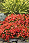  Red Mountain Ice Plant (Delosperma Dyeri) - 5 Pack Of Quart Pots