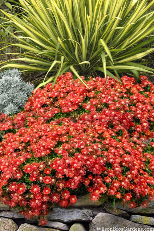  Red Mountain Ice Plant (Delosperma Dyeri) - 5 Pack Of Quart Pots