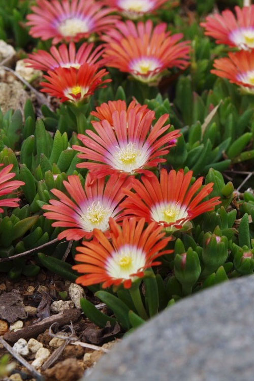  Red Mountain Ice Plant (Delosperma Dyeri) - 5 Pack Of Quart Pots
