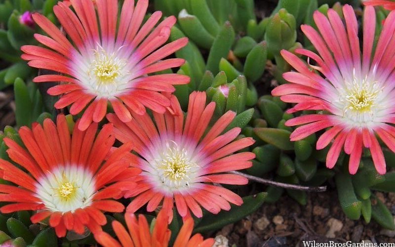  Red Mountain Ice Plant (Delosperma Dyeri) - 5 Pack Of Quart Pots