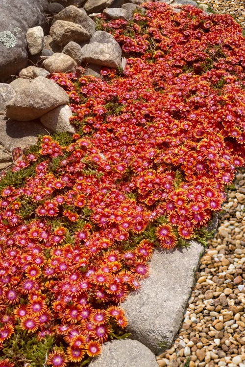  Fire Spinner Ice Plant (Delosperma) - 10 Pack Of Quart Pots