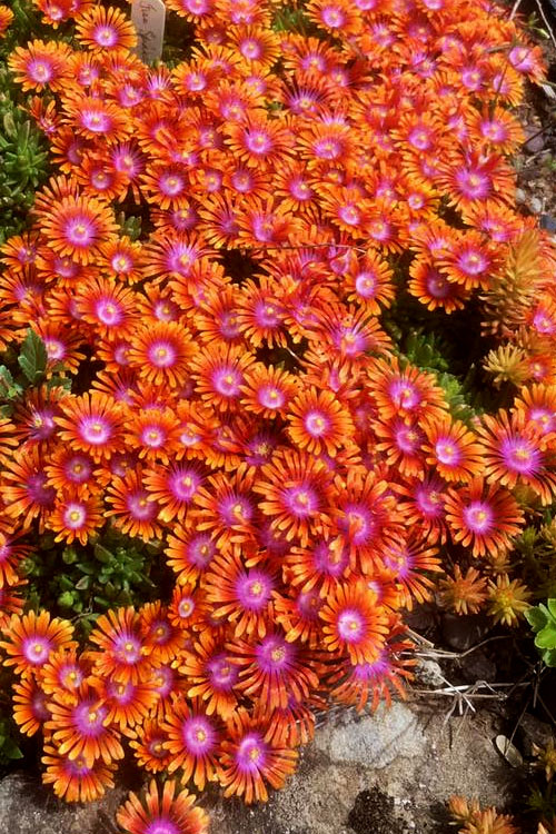  Fire Spinner Ice Plant (Delosperma) - 12 Pack Of Quart Pots