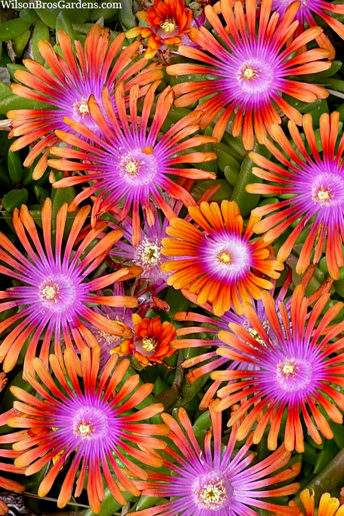  Fire Spinner Ice Plant (Delosperma) - 12 Pack Of Quart Pots