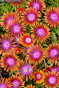 Fire Spinner Ice Plant (Delosperma) - 10 Pack Of Quart Pots