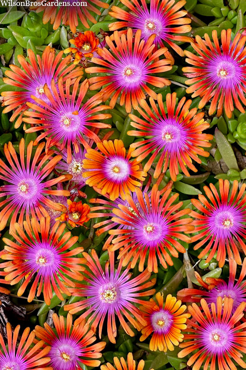  Fire Spinner Ice Plant (Delosperma) - 12 Pack Of Quart Pots