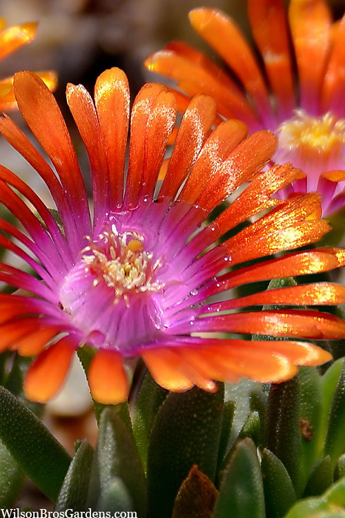  Fire Spinner Ice Plant (Delosperma) - 10 Pack Of Quart Pots