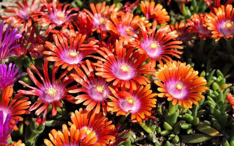  Fire Spinner Ice Plant (Delosperma) - 10 Pack Of Quart Pots
