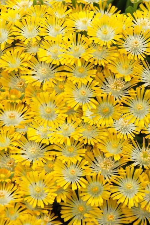  Banana Blast Yellow Ice Plant (Delosperma) - 10 Pack Of Pint Pots