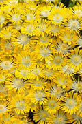 Banana Blast Yellow Ice Plant (Delosperma) - 10 Pack Of Pint Pots