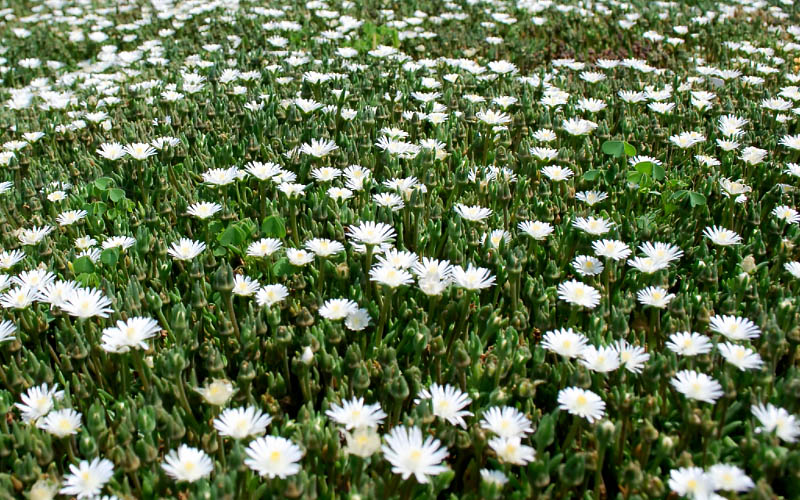  Jewel Of The Desert Moonstone White Ice Plant - 12 Pack Of Quart Pots