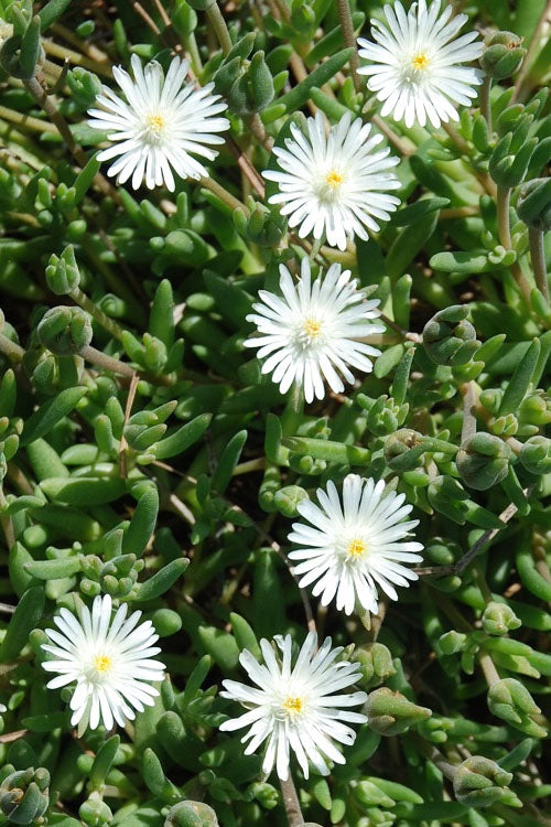  Jewel Of The Desert Moonstone White Ice Plant - 12 Pack Of Quart Pots