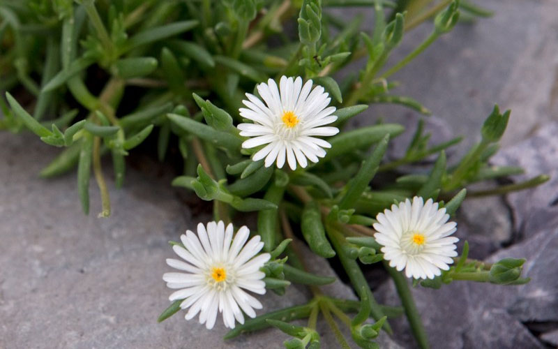  Jewel Of The Desert Moonstone White Ice Plant - 12 Pack Of Quart Pots