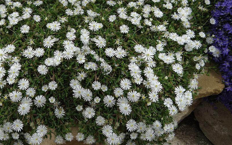  Jewel Of The Desert Moonstone White Ice Plant - 12 Pack Of Quart Pots