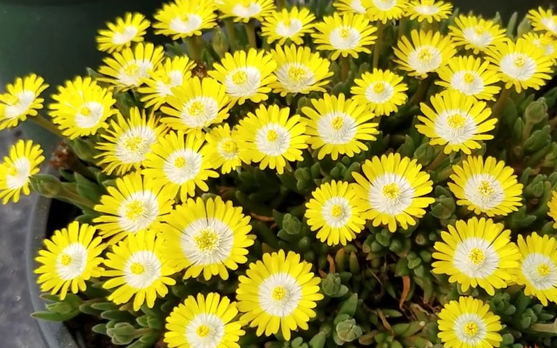  Jewel Of The Desert Peridot Yellow Ice Plant - 5 Pack Of Pint Pots