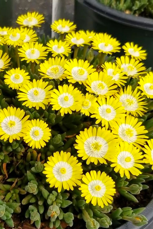  Jewel Of The Desert Peridot Yellow Ice Plant - 5 Pack Of Pint Pots