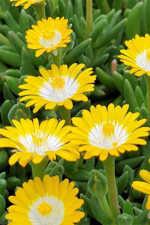 Jewel Of The Desert Peridot Yellow Ice Plant - 5 Pack Of Pint Pots
