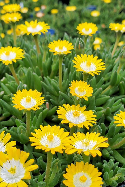  Jewel Of The Desert Peridot Yellow Ice Plant - 5 Pack Of Pint Pots