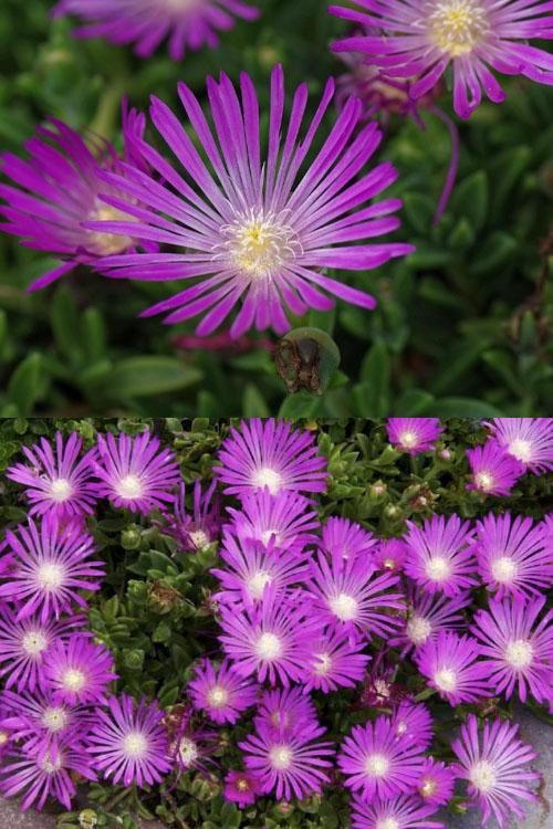  John Proffitt Hardy Purple Ice Plant (Delosperma) - 5 Pack Of Quart Pots